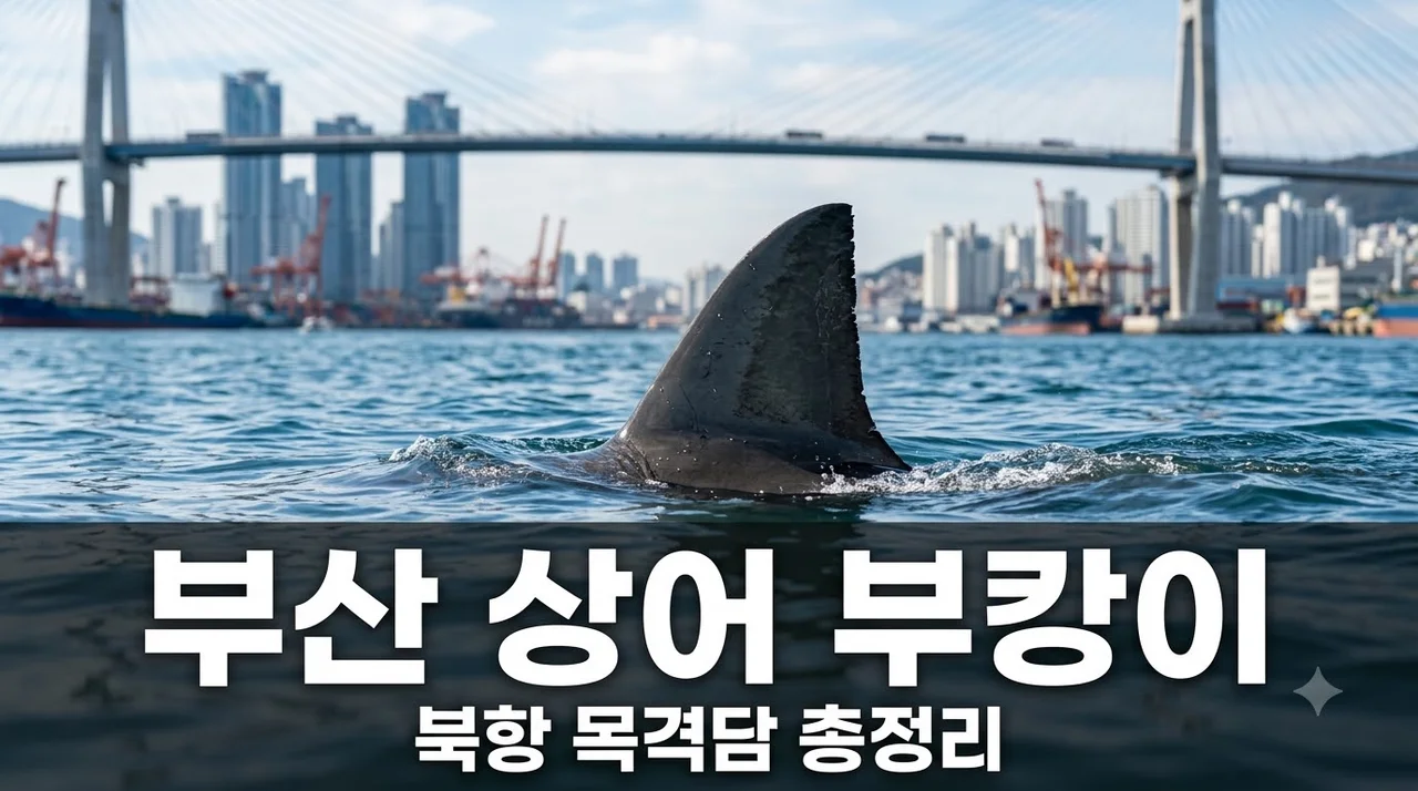 부산 상어 부캉이 출현 위치와 목격담 총정리 (북항 무태상어)